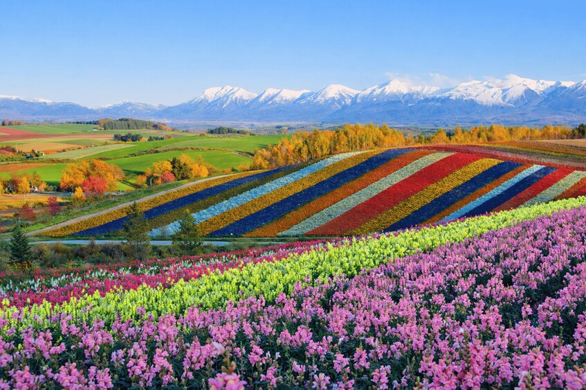 A colorful agricultural landscape with striped fields of flowers and a backdrop of snow-capped mountains. 2