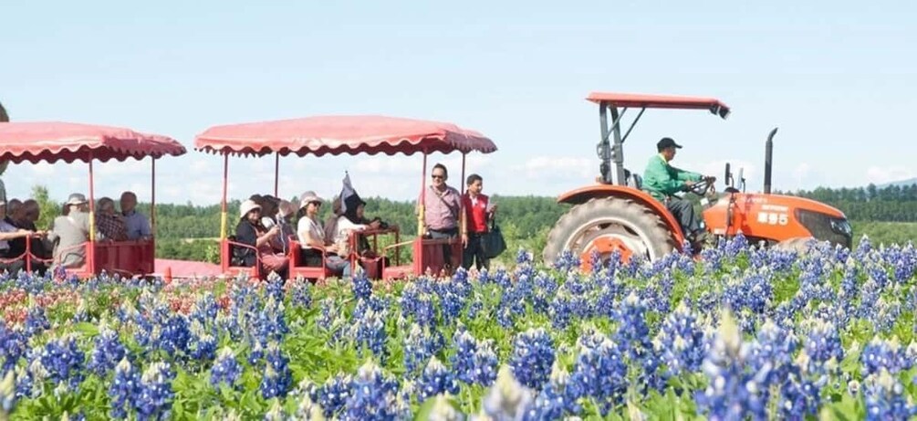A tractor in a field of flowers, people on a red vehicle, and a clear sky. 5