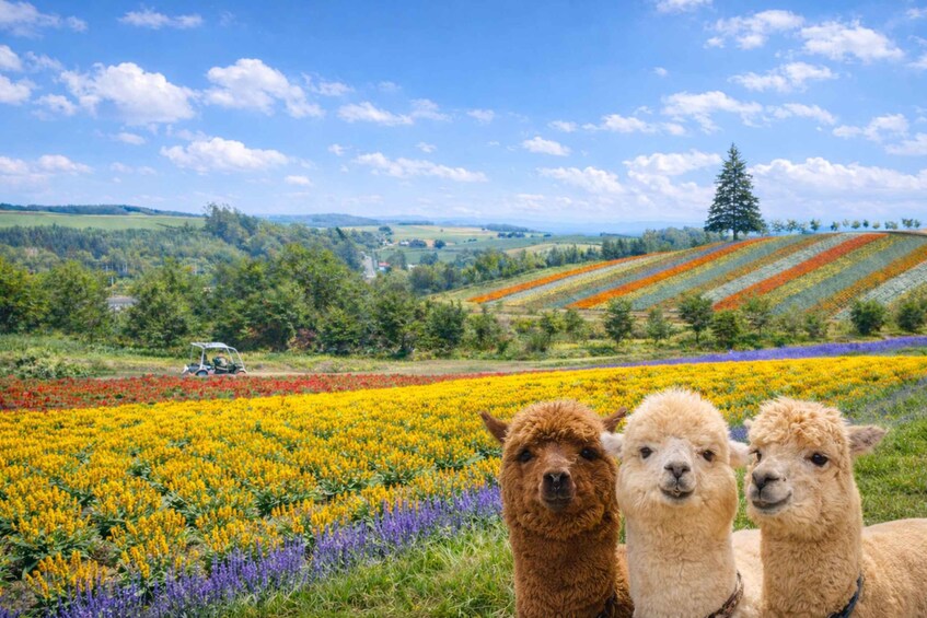 Three alpacas in a field of colorful flowers with a jeep in the background. 1