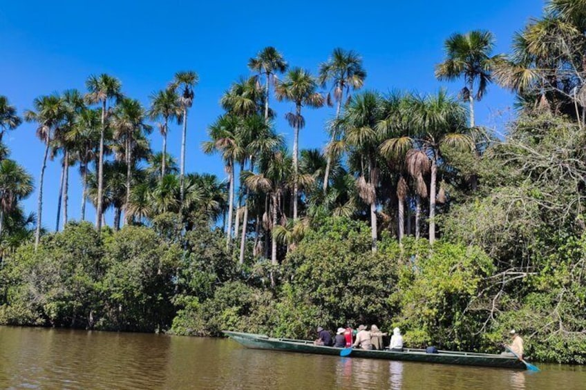 A river with tall palm trees and a boat with people. 5