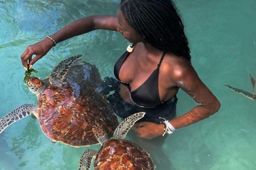 Una persona alimentando una tortuga marina en aguas transparentes. 1