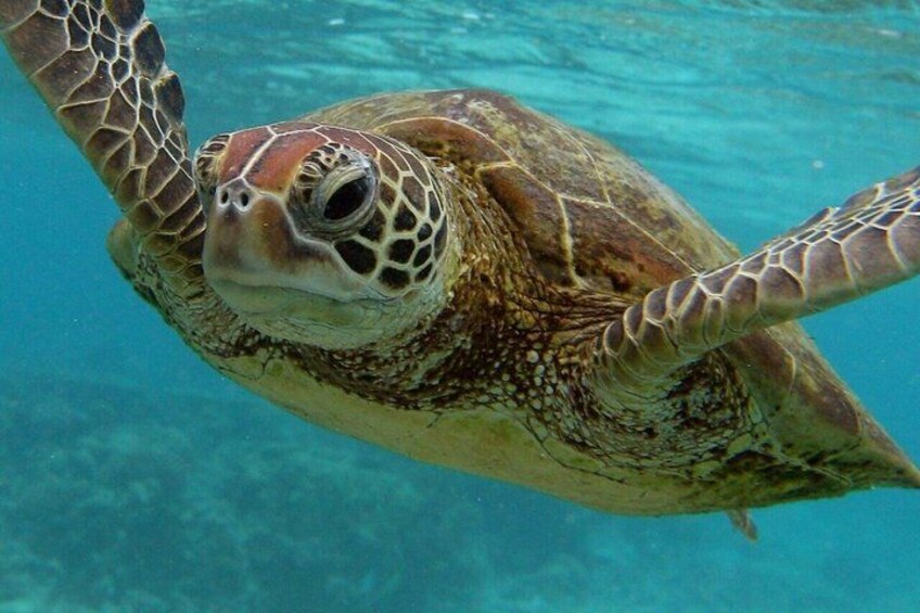 Swimming with Sea Turtles and Jozani Forest in Zanzibar 5