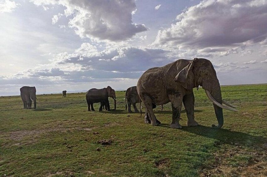 Elephants in a grassy field with a cloudy sky. 2