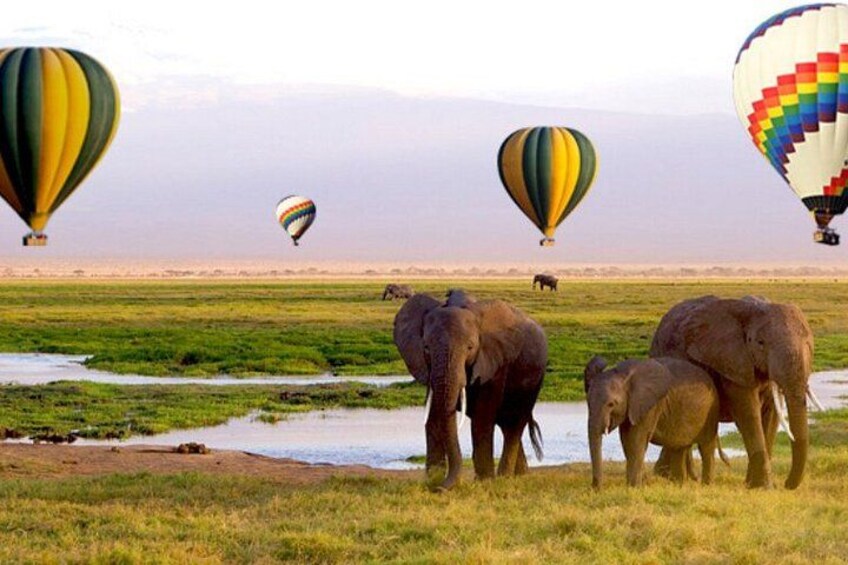Elephants in a grassy field with hot air balloons in the background. 1