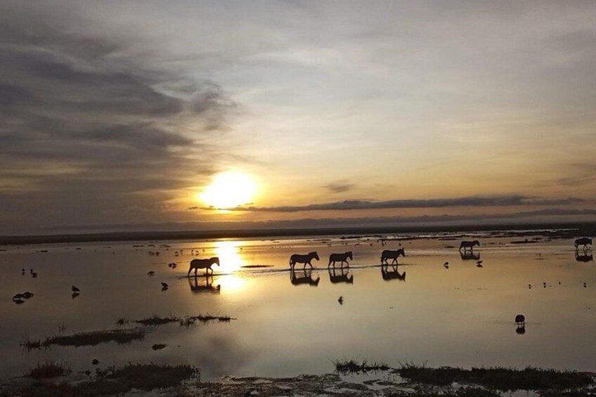 A sunset over a calm water body with horses grazing. 3