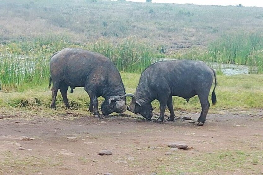 Two bulls in a natural setting with grass and a water body in the background. 3