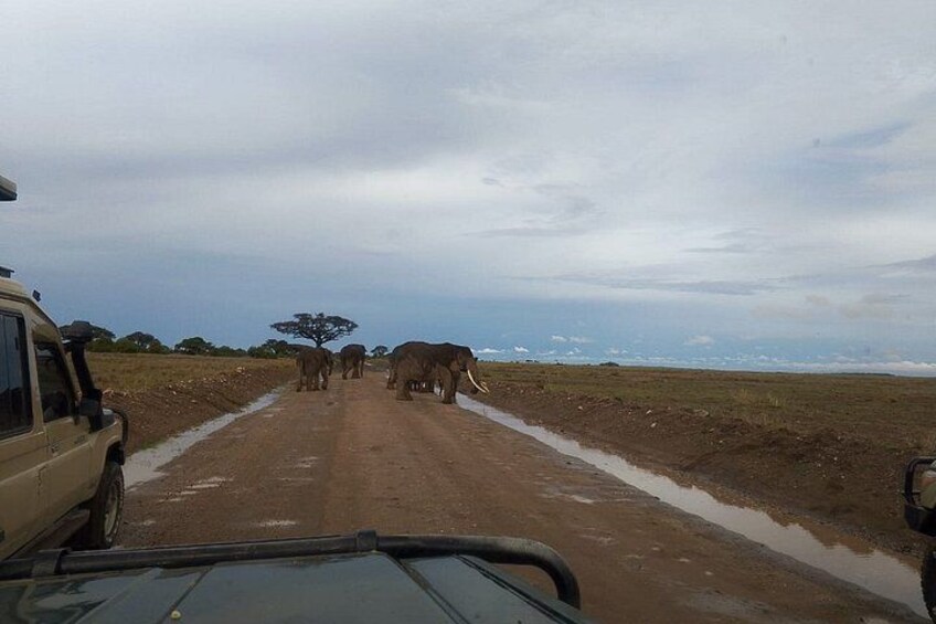 A vehicle on a dirt road with elephants in the distance. 4