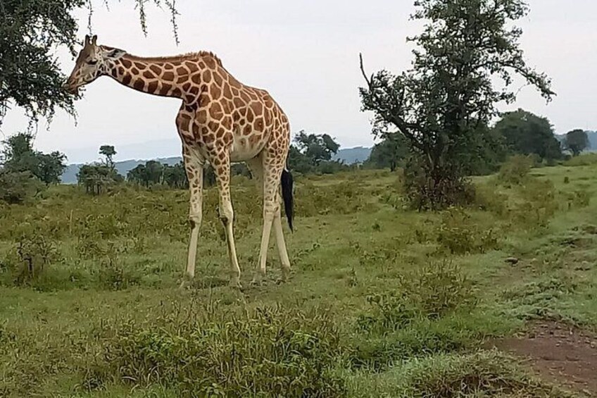 A giraffe standing in a grassy field with trees in the background. 2