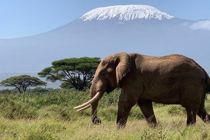 An elephant in a grassy field with a mountain in the background. 5
