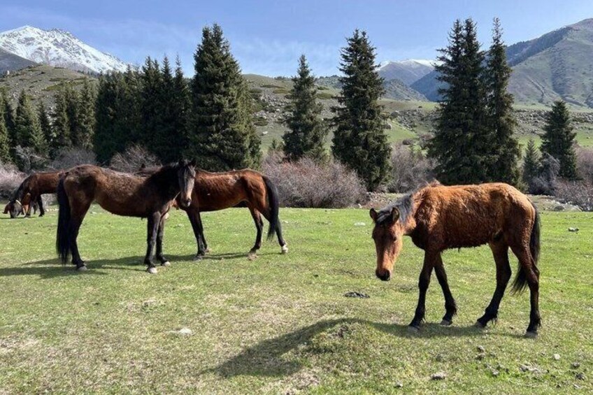 Caballos pastando en un campo verde con montañas al fondo. 4