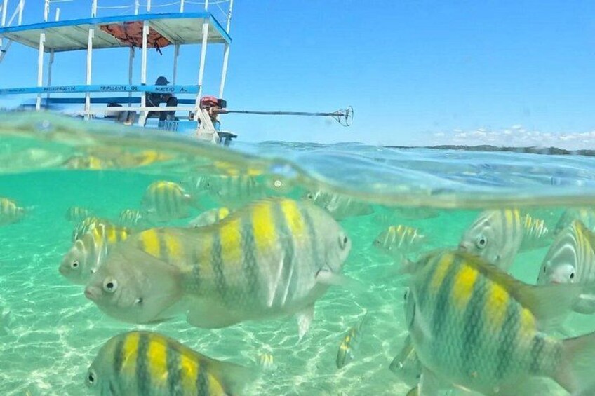 São Miguel dos Milagres leaving from Maceió with transport 1