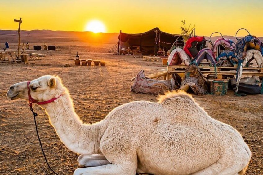 A camel resting in a desert with tents and camels in the background. 5