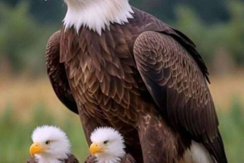 A large bird with brown feathers and a white head, and two smaller birds with white heads and yellow beaks. 2