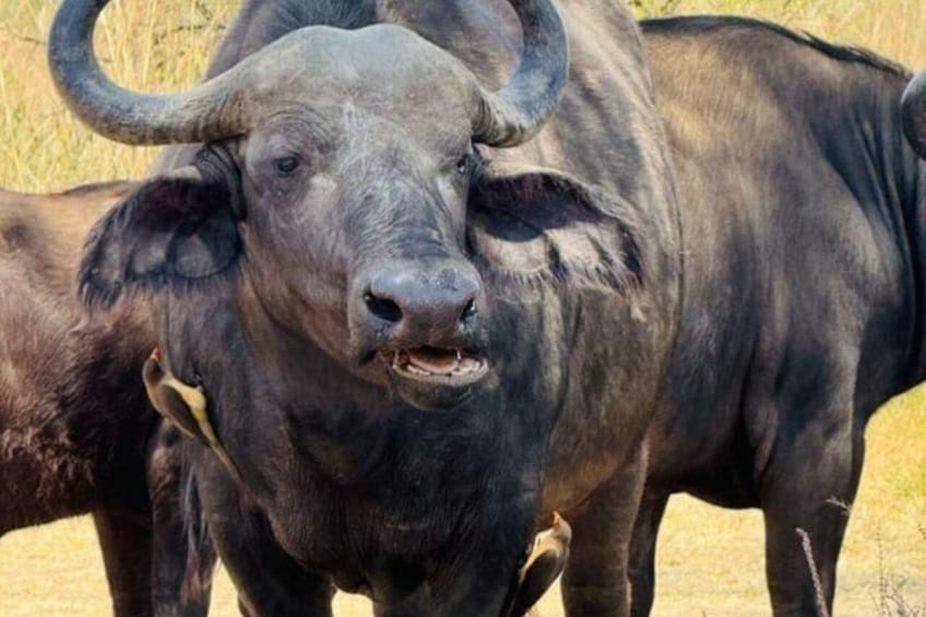 A large, dark-furred buffalo with prominent horns standing in a dry grassland. 4