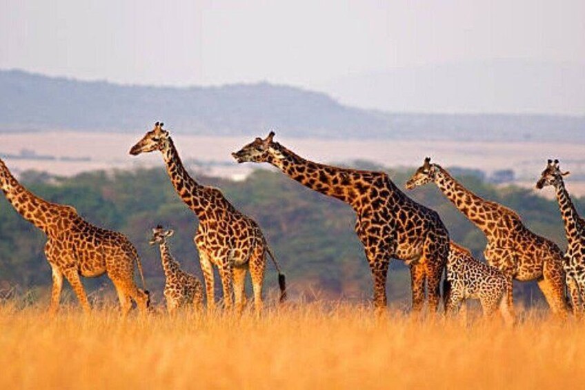 A herd of giraffes in a grassy field with a hilly landscape in the background. 3