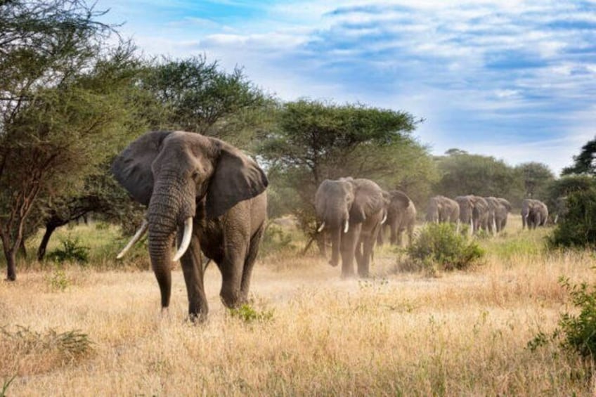A herd of elephants in a grassy savannah with trees in the background. 3