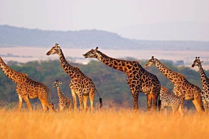 A herd of giraffes in a grassy field with a hilly landscape in the background. 5