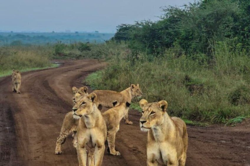 A dirt road with lions. 1