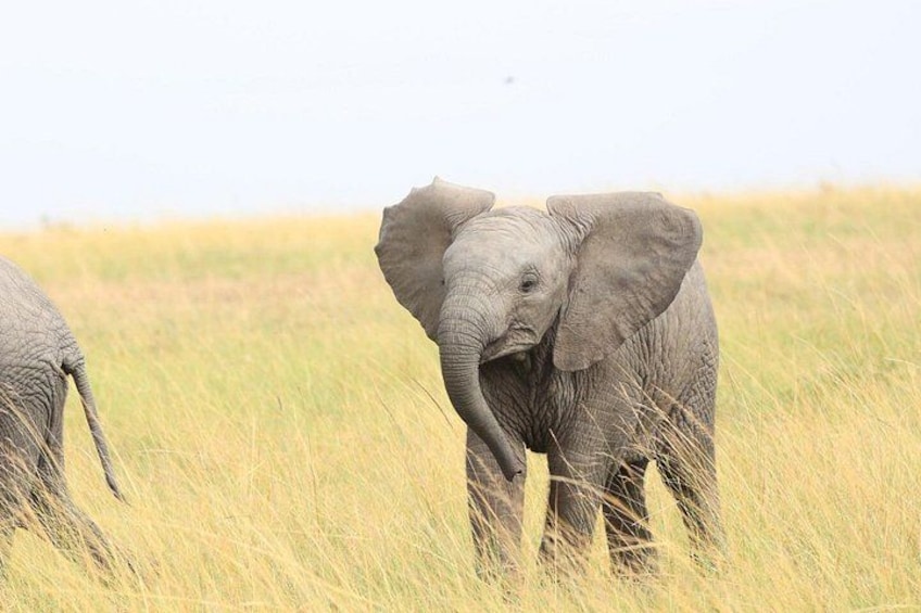 Two elephants in a grassy field. 5