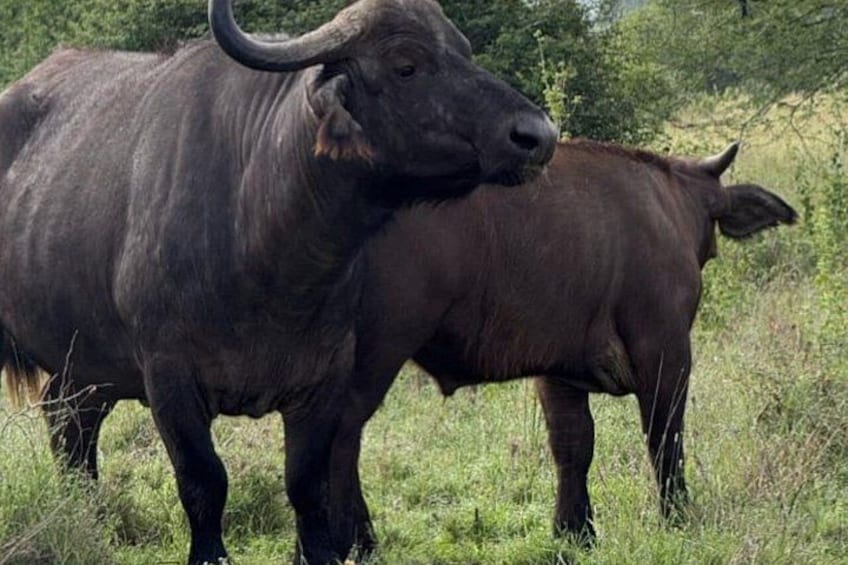 Two buffaloes in a grassy field with trees in the background. 1