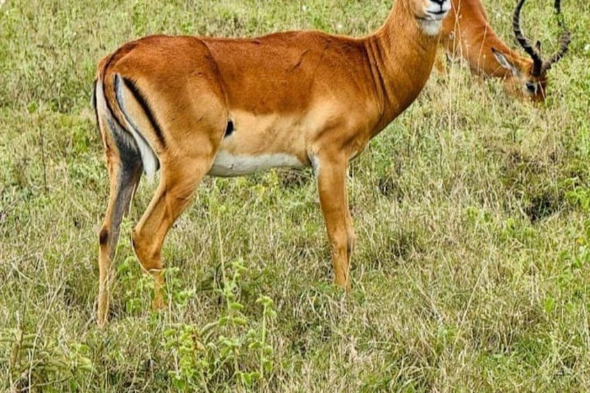 A kudu standing in a grassy field. 3