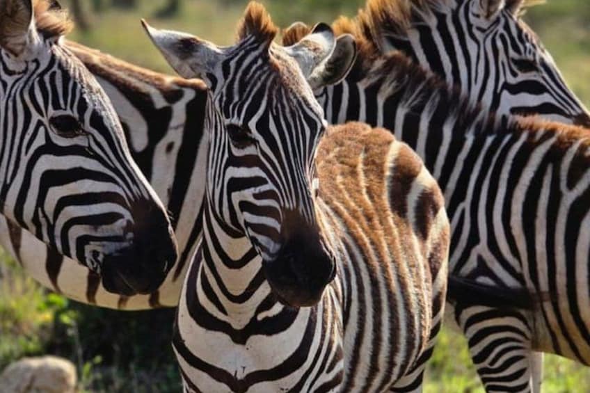 Zebras standing close together in a grassy field. 2