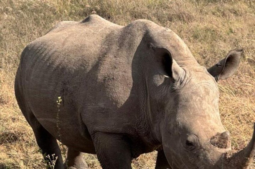 A rhinoceros in a grassy field. 4