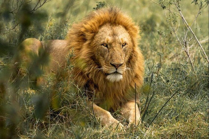 A lion lying in tall grass. 1