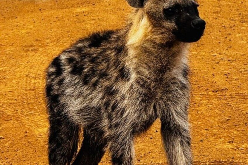 A hyena with a spotted coat standing on a textured surface. 4