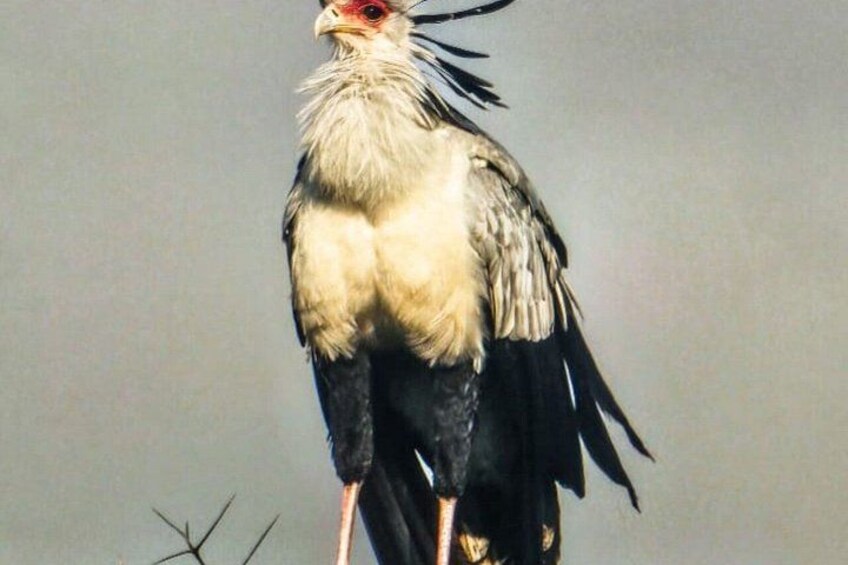 A bird with a white and black plumage, a red beak, and a long tail. 5