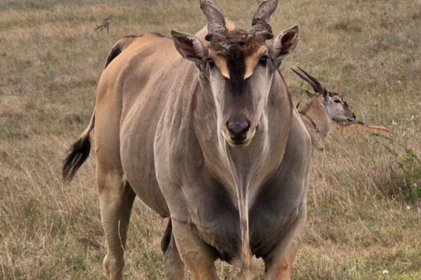 A kudu standing in a grassy field. 3