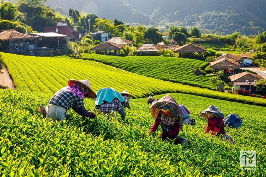 A tea plantation with workers harvesting tea leaves. 1