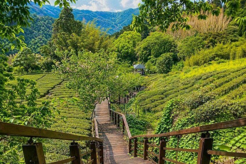 A wooden boardwalk through a lush tea plantation with terraced fields and a small structure in the distance. 2