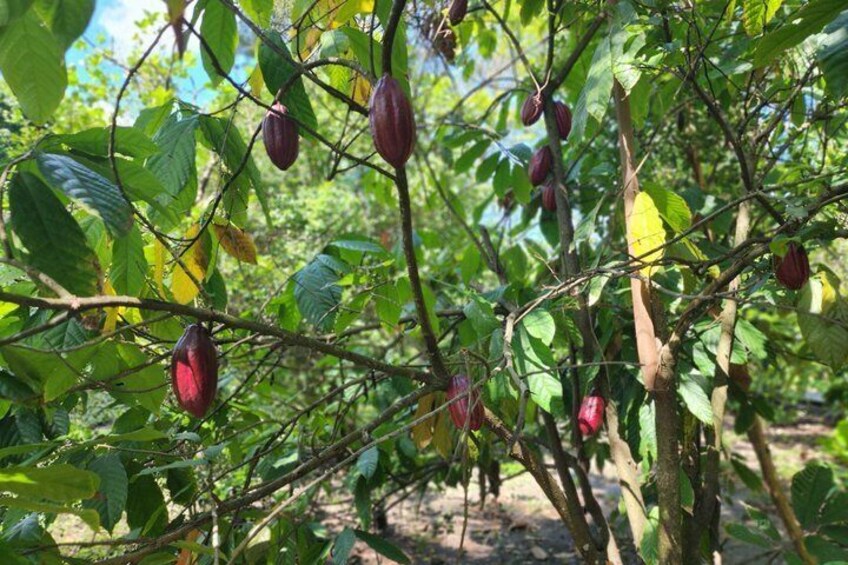 A tree with purple fruits and green leaves. 2