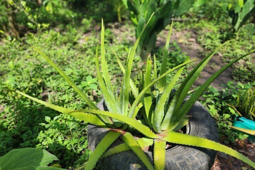 A plant with long, pointed leaves in a garden setting. 5