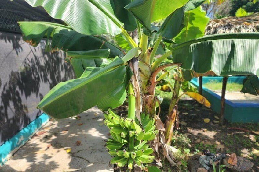 A banana plant with large green leaves and a cluster of bananas. 4