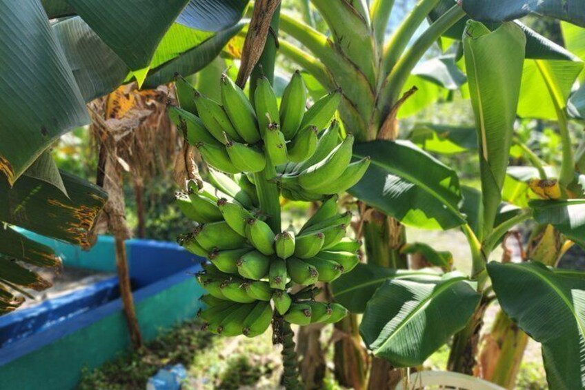 A bunch of green bananas hanging from a banana tree. 3