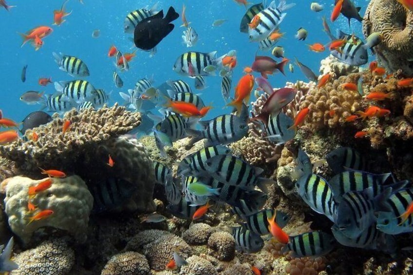Un récif corallien aux couleurs vives, peuplé de poissons rayés et d’un poisson noir solitaire qui nage parmi les coraux. 5