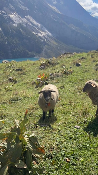 A sheep in a grassy field with mountains in the background. 4