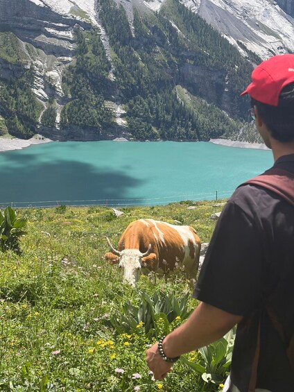 Picture 47 for Activity Kandersteg: Oeschinensee Panorama Hike with a Swiss Athlete 2