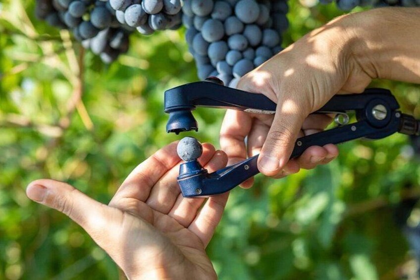 Una persona cosechando uvas de una vid con un coseador de uvas. 3