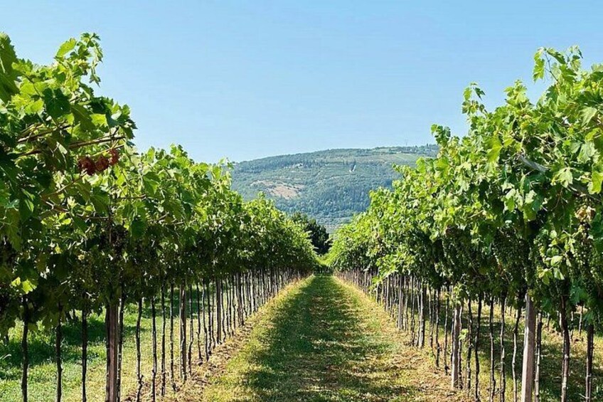 A vineyard with rows of grapevines extending towards a hilly landscape. 2