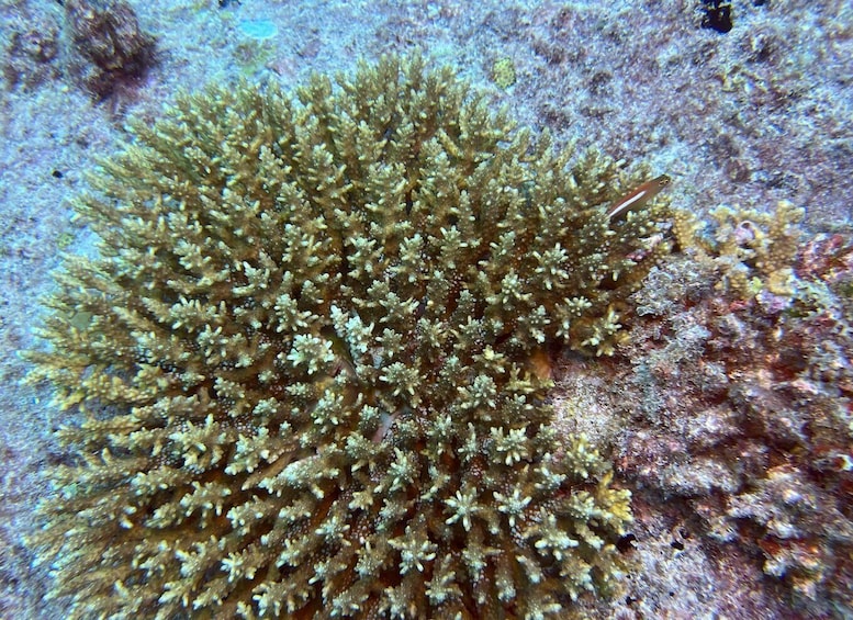 A coral reef with a dense cluster of branching corals. 5