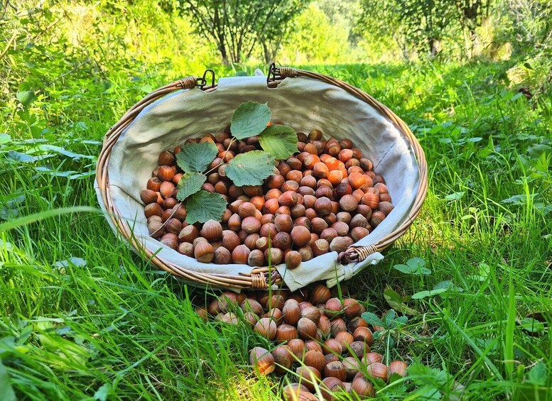 A wicker basket filled with chestnuts and leaves on a grassy field. 1