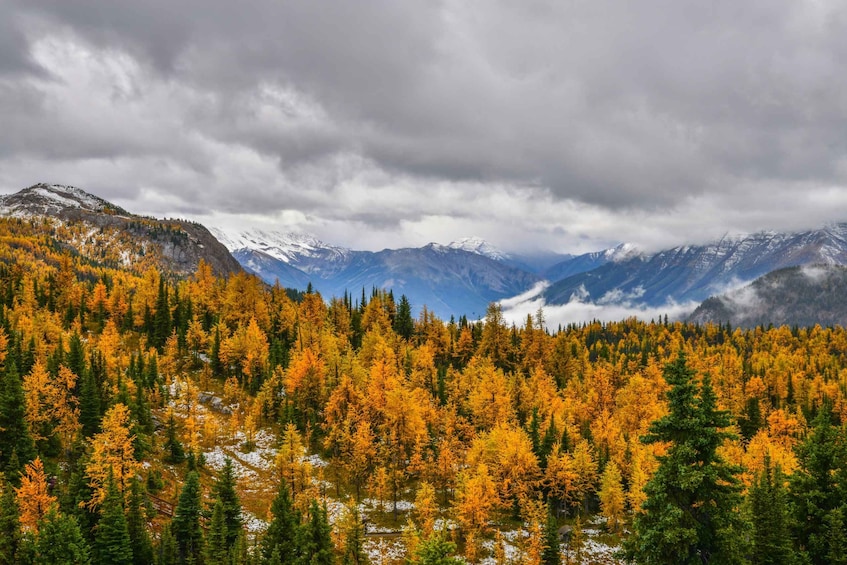 A forest with autumn foliage, snow-capped mountains, and a cloudy sky. 2