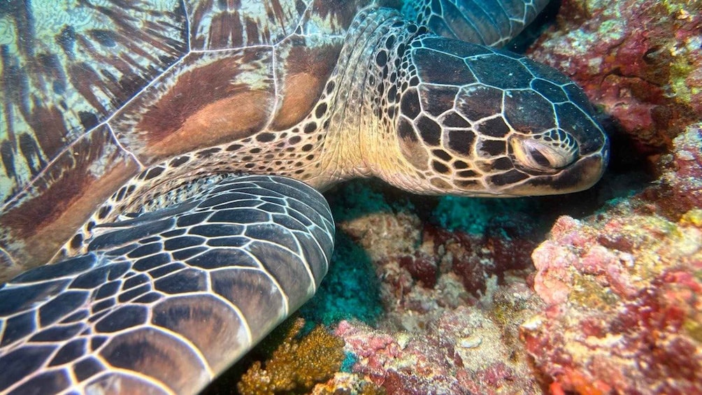 Maafushi: Boat Tour with Coral Garden and Turtle Snorkeling 2