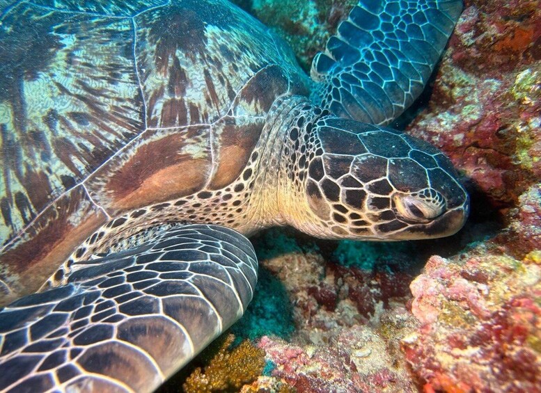 Maafushi: Boat Tour with Coral Garden and Turtle Snorkeling 1