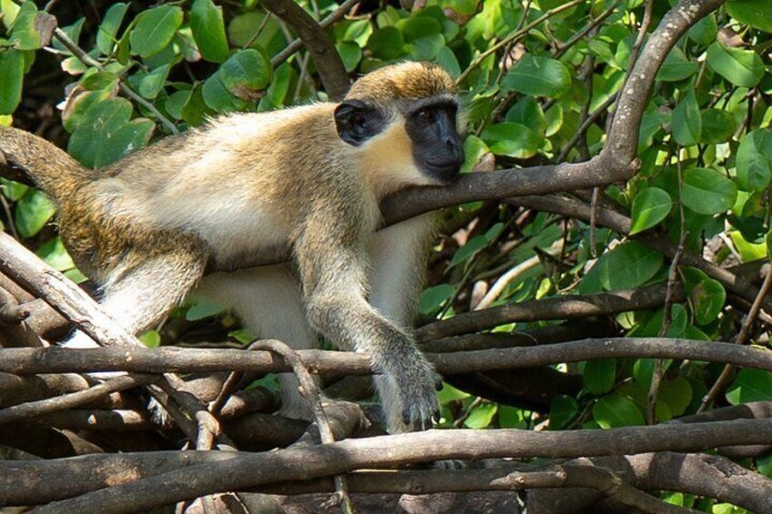 A monkey sitting on a tree branch surrounded by green foliage. 2