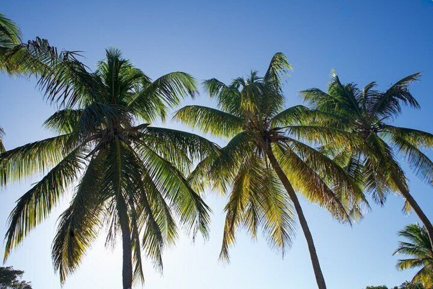 Tall palm trees against a clear sky. 5