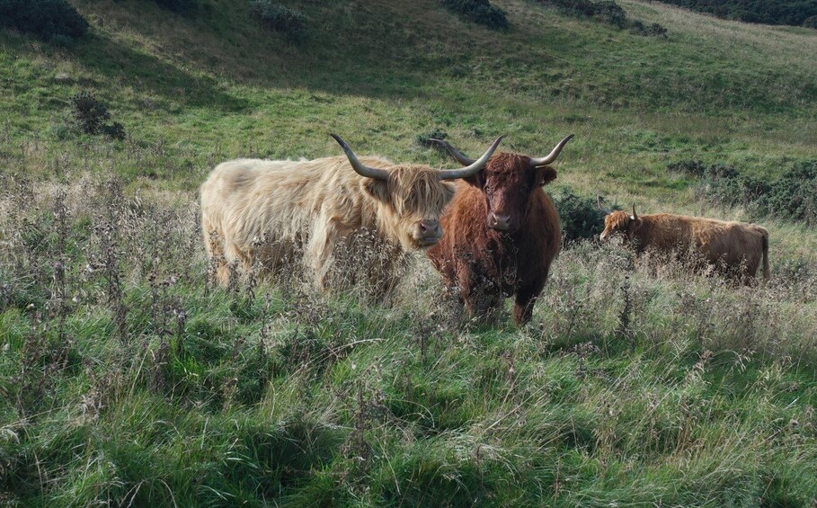 Picture 2 for Activity Edinburgh: Highland Cow Hike in Edinburgh 2